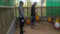 Menggerakkan Ketahanan Pangan, Bhabinkamtibmas Jagaraga Kunjungi Peternak Ayam Mandiri (2) Menggerakkan Ketahanan Pangan, Bhabinkamtibmas Jagaraga Kunjungi Peternak Ayam Mandiri