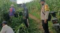 Bhabinkamtibmas Dampingi Panen Jagung di Ombe Baru Dukung Swasembada Pangan (1) Bhabinkamtibmas Dampingi Panen Jagung di Ombe Baru Dukung Swasembada Pangan