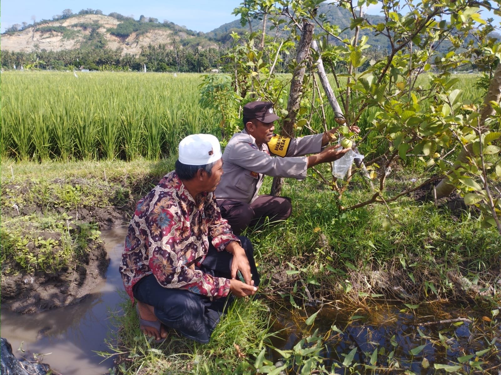 Bhabinkamtibmas Gapuk Dukung Petani Jambu Kristal di Gerung