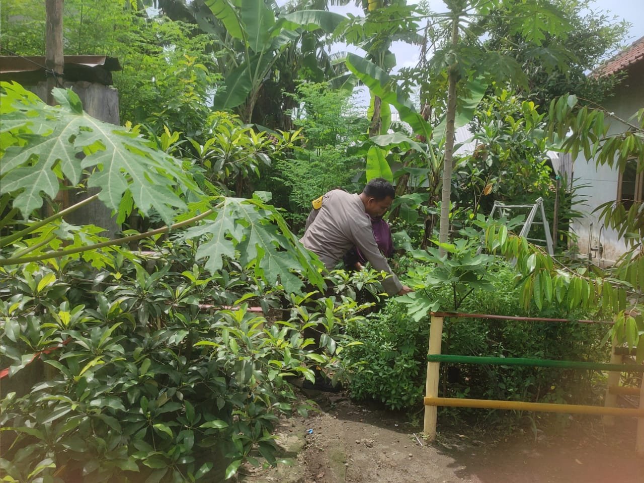 Bhabinkamtibmas Gerung Dukung Ketahanan Pangan Lewat Pekarangan Warga