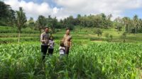 Bhabinkamtibmas Mareje Dukung Petani Jagung di Lembar
