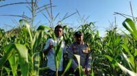 Bhabinkamtibmas Mareje Timur Dampingi Petani Jagung Tingkatkan Hasil Panen (2) Bhabinkamtibmas Mareje Timur Dampingi Petani Jagung Tingkatkan Hasil Panen