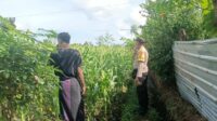 Bhabinkamtibmas Ombe Baru Dampingi Petani Jagung, Optimalkan Lahan untuk Ketahanan Pangan (1) Jagung Bonanza dan Peran Polri dalam Ketahanan Pangan