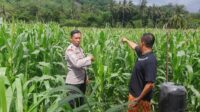 Polri Hadir di Ladang Jagung Sekotong, Dorong Stabilitas Pangan