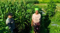 Polsek Lembar Dampingi Warga Mareje Timur Atur Tanam Jagung