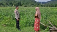 Polsek Lembar Dukung Ketahanan Pangan Lewat Sambang Petani di Sekotong Timur (1) Polsek Lembar Dukung Ketahanan Pangan Lewat Sambang Petani di Sekotong Timur