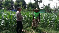 WhatsApp Image 2025-06-03 at 23.59.58 Dukung Ketahanan Pangan, Polisi Ajak Petani Manfaatkan Lahan Kosong