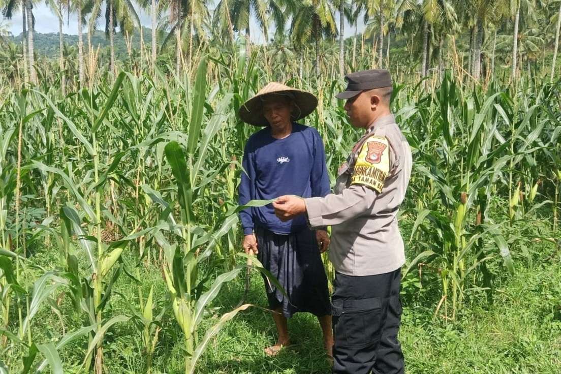 Bhabinkamtibmas Sekotong Dukung Petani Jagung Wujudkan Ketahanan Pangan