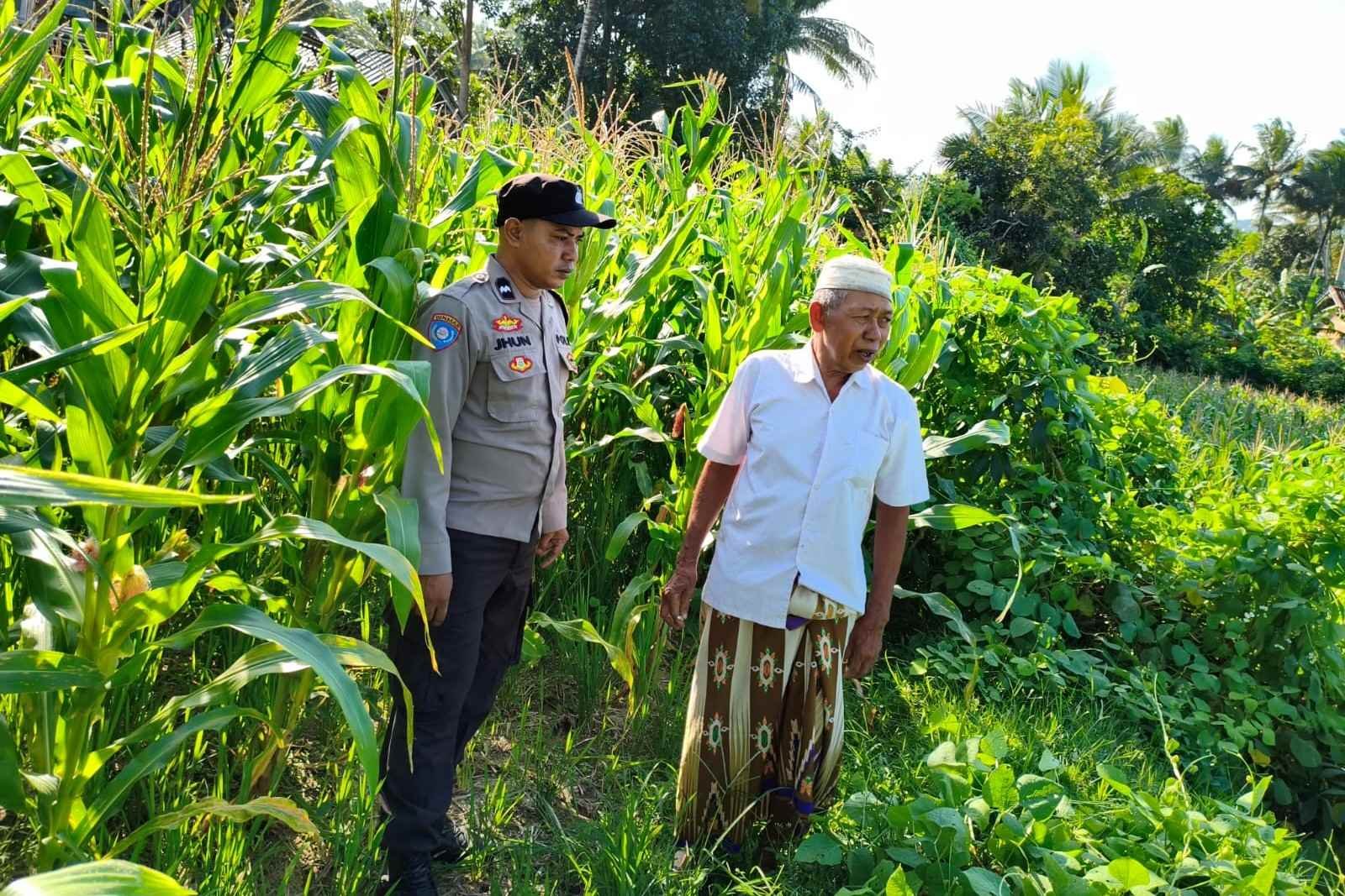 Langkah Strategis Polri Jaga Ketahanan Pangan di Desa Mareje Timur