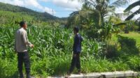 6. Polri Dampingi Petani di Desa Batu Putih (2) Polri Dampingi Petani di Desa Batu Putih