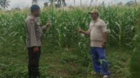 Bhabinkamtibmas Banyumulek Dampingi Petani Jagung Jelang Panen di Kediri, Lombok Barat (1) Pemanfaatan Pekarangan dan Jagung Siap Panen, Banyumulek Jadi Contoh Ketahanan Pangan NTB