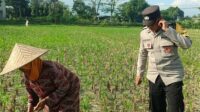 Polsek Gerung Perkuat Ketahanan Pangan Lewat Pendampingan Petani di Babussalam