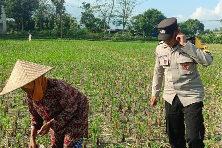 Polsek Gerung Perkuat Ketahanan Pangan Lewat Pendampingan Petani di Babussalam