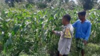 Bhabinkamtibmas Montong Are Dorong Ketahanan Pangan Melalui Pendataan Petani Jagung (1) Bhabinkamtibmas Montong Are Dorong Ketahanan Pangan Melalui Pendataan Petani Jagung