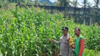 Bhabinkamtibmas Sekotong Dorong Pemanfaatan Pekarangan untuk Ketahanan Pangan