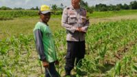 Bhabinkamtibmas Telagawaru Dorong Ketahanan Pangan Warga Paok Kambut