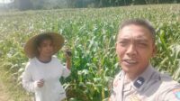 Dukungan Polri di Eyat Mayang, Petani Jagung Tak Sendiri (1) Dukungan Polri di Eyat Mayang, Petani Jagung Tak Sendiri