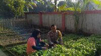 KWT Dusun Pemangket Ubah Pekarangan Jadi Kebun Sayur Produktif di Kuripan Utara