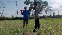 Pekarangan Jadi Lumbung Keluarga: Polri dan Warga Desa Kuripan Wujudkan Pangan Tangguh