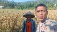 Bhabinkamtibmas Eyat Mayang Dukung Petani Jagung di Lembar untuk Ketahanan Pangan