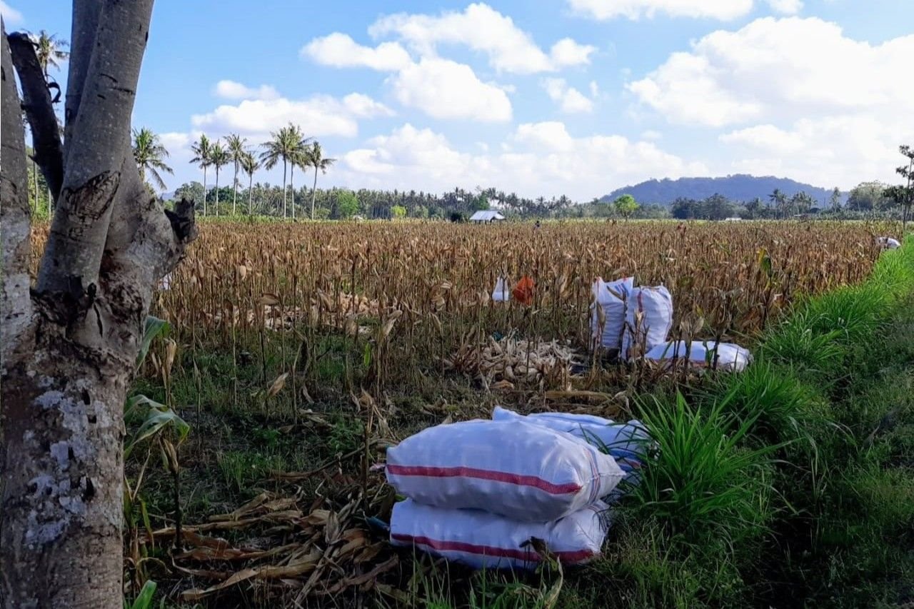 Bhabinkamtibmas Tempos Dampingi Panen Jagung, Wujud Nyata Dukung Ketahanan Pangan