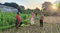 Polsek Kuripan Dukung Ketahanan Pangan di Dusun Pelulan Lewat Sosialisasi ke Petani Jagung