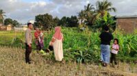 Polsek Kuripan Dukung Petani Jagung di Kumbung Barat Wujudkan Ketahanan Pangan