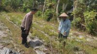 Polsek Labuapi Ajak Warga Desa Kuranji Wujudkan Kemandirian Pangan Lewat Pertanian Pekarangan