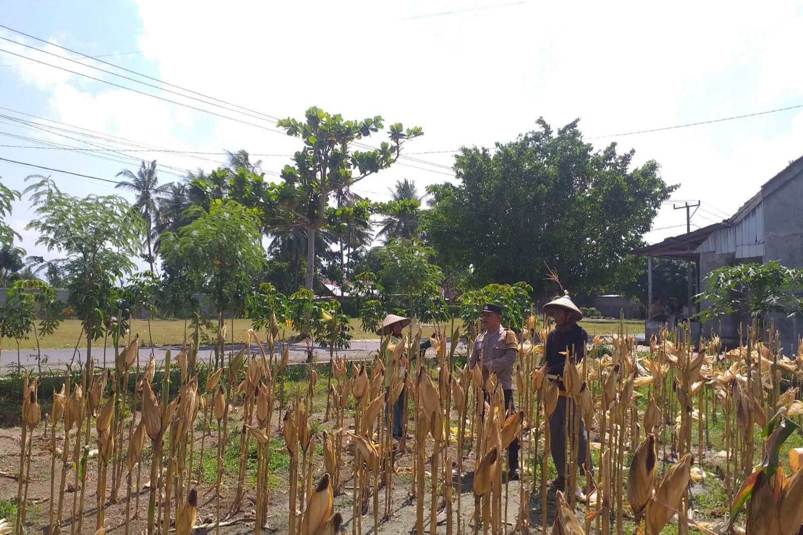 Sinergi Polisi dan Petani pada Panen Jagung Hibrida di Dusun Berambang, Lombok Barat