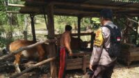 Warga Dusun Melase Antusias Sambut Program Pertanian Pekarangan yang Digagas Polsek Batulayar (2) Warga Dusun Melase Antusias Sambut Program Pertanian Pekarangan yang Digagas Polsek Batulayar