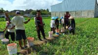 Polres Lombok Barat Turun ke Sawah, Pastikan Produktivitas Jagung di Gerung Terjaga