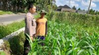 Kepolisian Kediri Bina Petani Jagung Gelogor, Perkuat Ekonomi dan Pangan Lokal