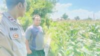 Polri Hadir untuk Pangan: Petani Desa Labuapi Didukung Tanam Jagung di Lahan Kosong