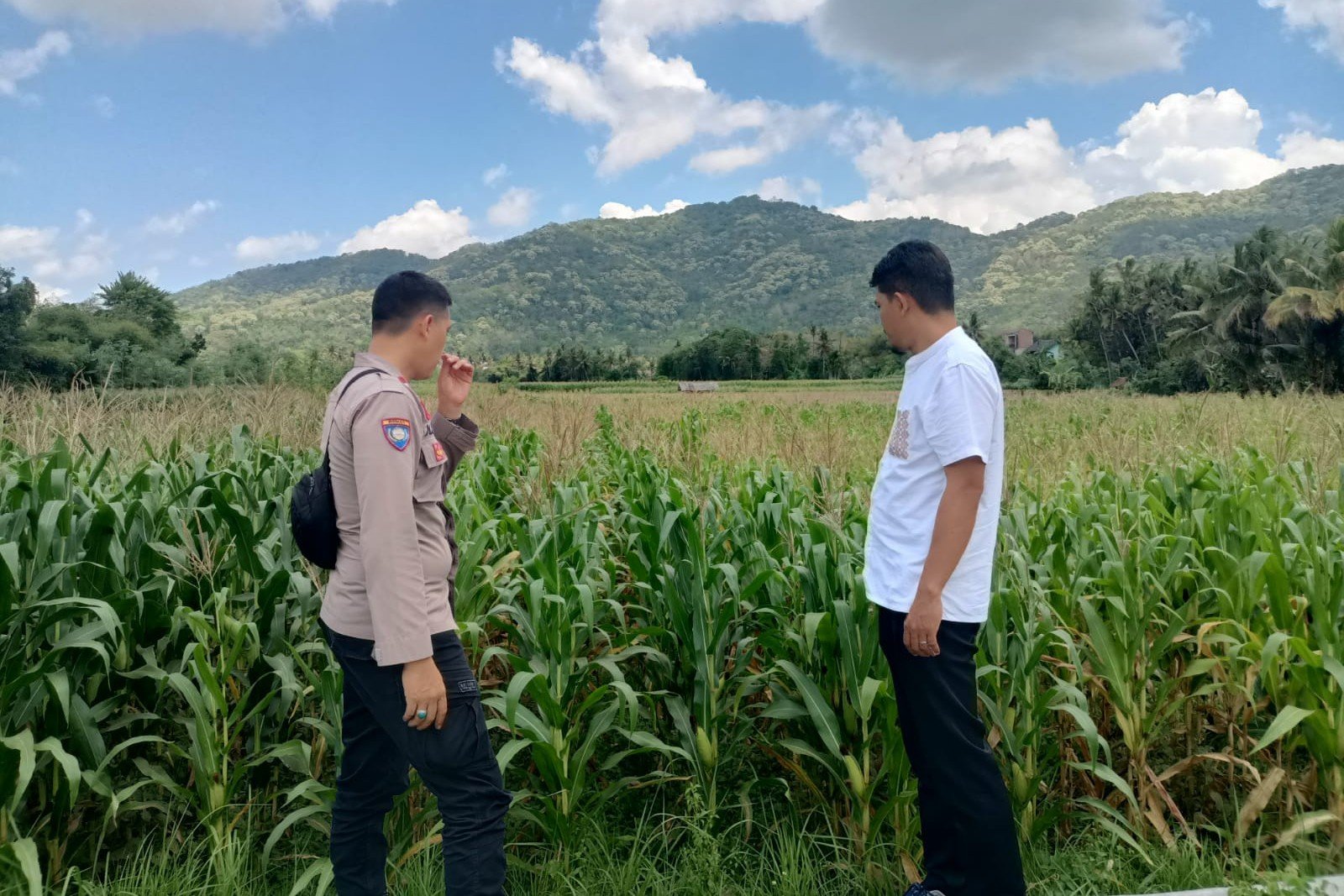 Pendampingan Petani Jagung oleh Polsek Kuripan, Dorong Ketahanan Pangan Lombok Barat