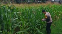 WhatsApp Image 2025-09-29 at 11.16.26 Bhabinkamtibmas Kuripan Selatan Dorong Optimalisasi Pertanian Jagung ke Bulog