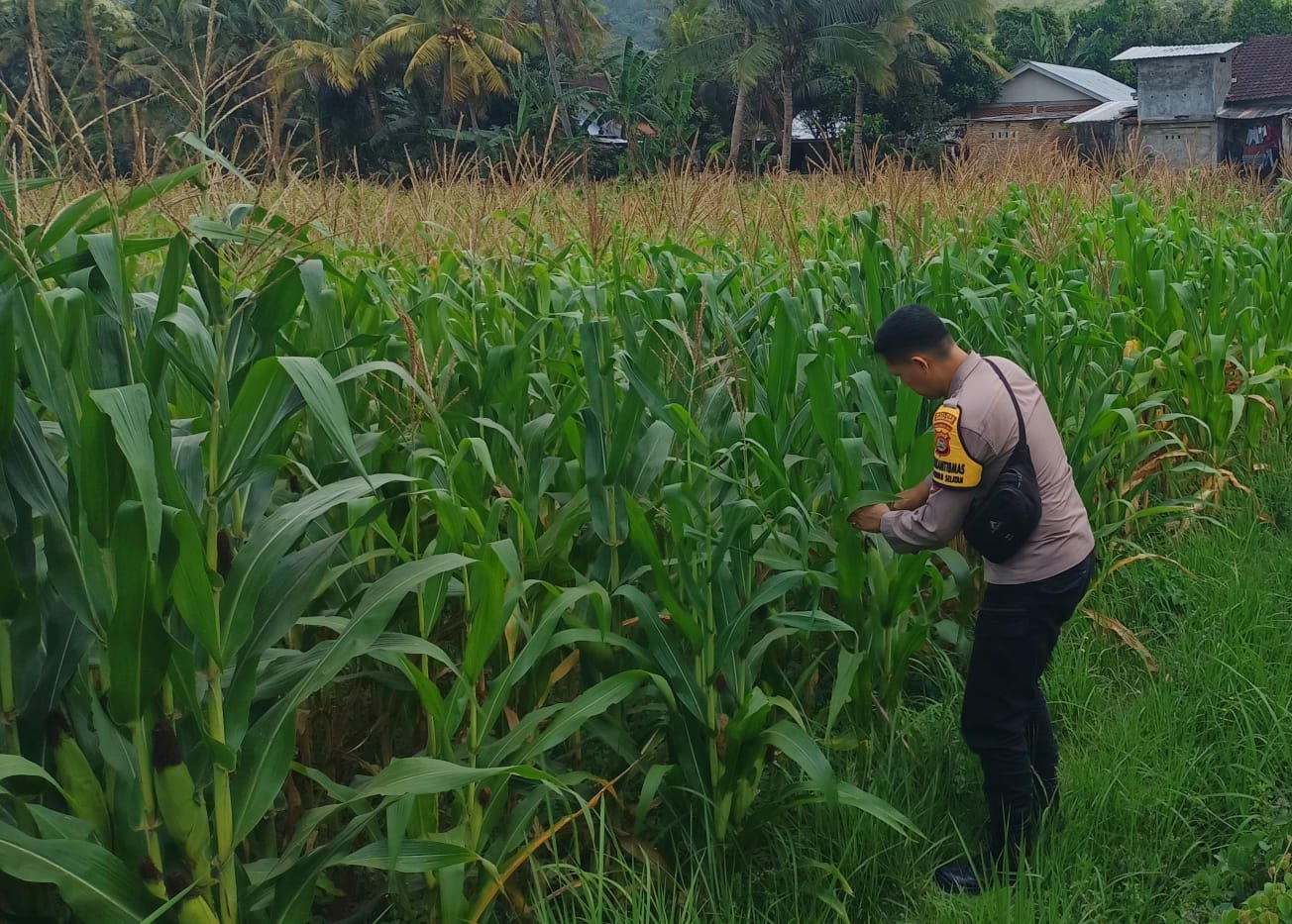 Bhabinkamtibmas Kuripan Selatan Dorong Optimalisasi Pertanian Jagung ke Bulog