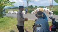 Sinergi Polisi dan Petani di Lombok Barat, Hasilkan Panen Jagung Melimpah