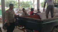 Polsek Sekotong Jamin Jagung Petani Terserap Bulog Tanpa Hambatan