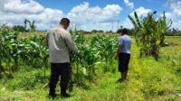 Strategi Polsek Labuapi Dukung Pangan: Jual Jagung ke Bulog & Tanam Pekarangan